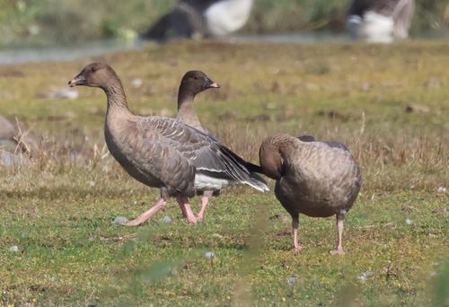 Ánsar piquicorto (Anser brachyrhynchus)