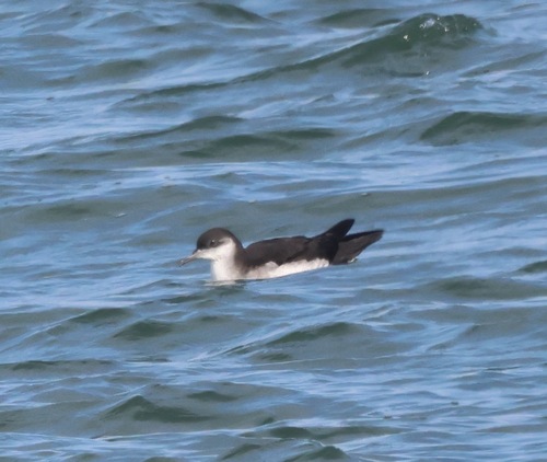 Pardela pichoneta (Puffinus puffinus)
