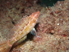 Sideburn Wrasse photo 2