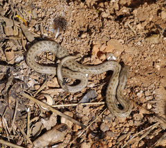 Macroprotodon mauritanicus