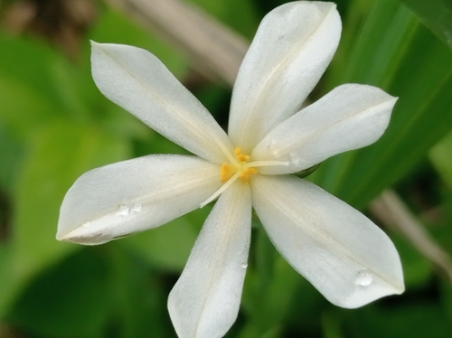 Eleutherine latifolia, photograph 4