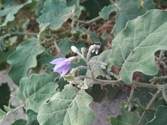 Solanum violaceum