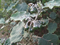 Solanum violaceum
