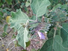 Solanum violaceum