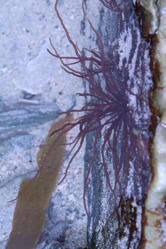 Image of Nemalion elminthoides by (c) Julia Palmer, some rights reserved (CC BY-SA)