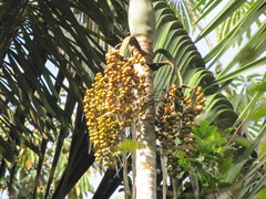 Socratea exorrhiza