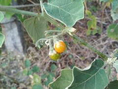 Solanum violaceum