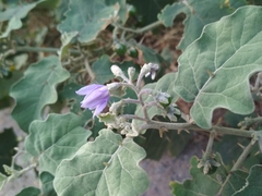 Solanum violaceum