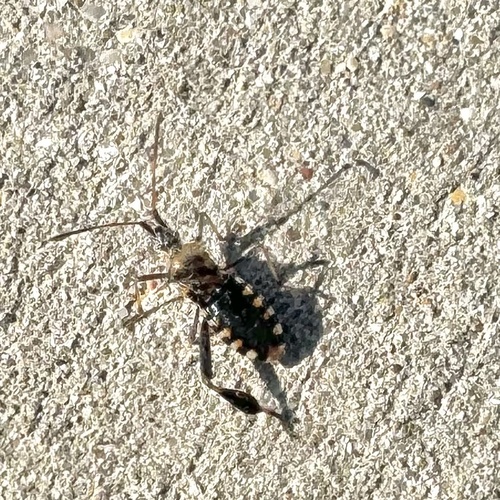 Western Leaf-footed Bug photo 4
