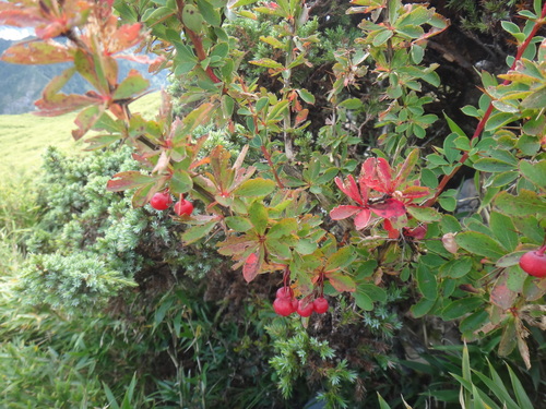 Image of Berberis morrisonensis by (c) 呂一起(Lu i-chi), some rights reserved (CC BY)