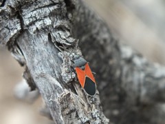 Melanopleurus belfragei