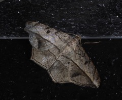 Chiasmia simplicilinea