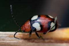 Monolepta bioculata