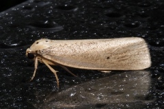 Ilemodes heterogyna