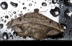 Chiasmia simplicilinea