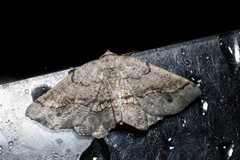 Drepanogynis mixtaria