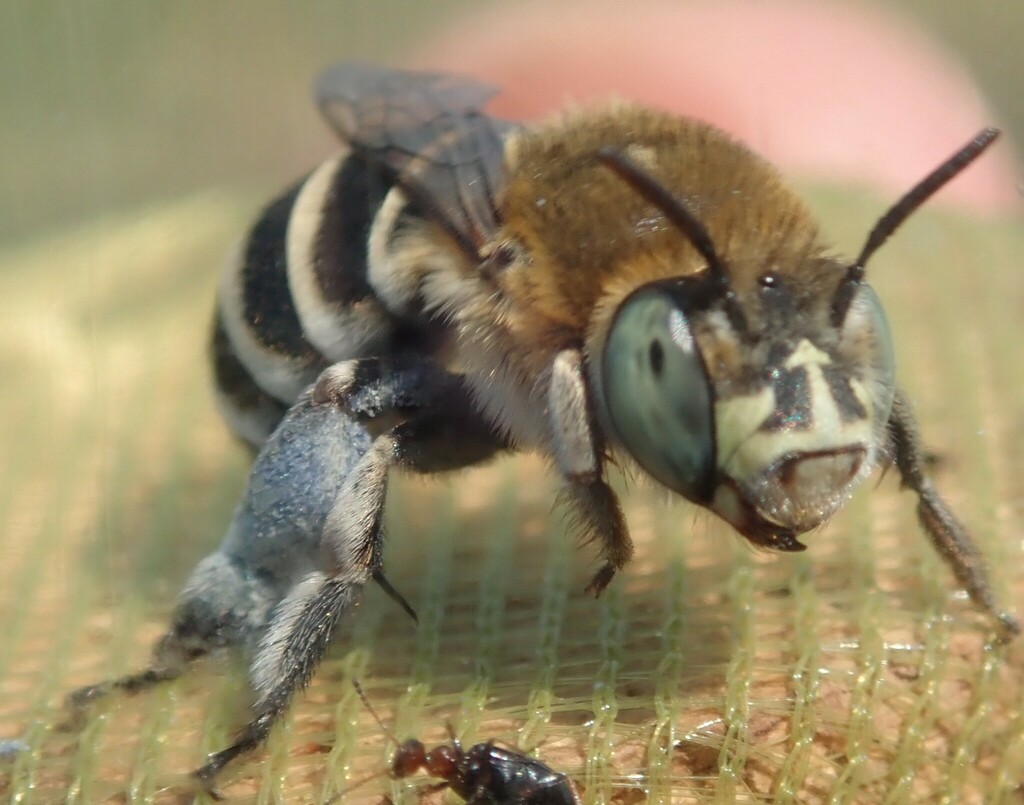 Amegilla savignyi