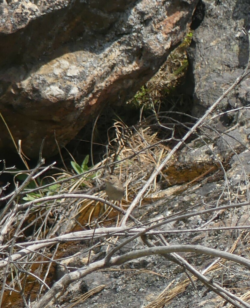 House Wren
