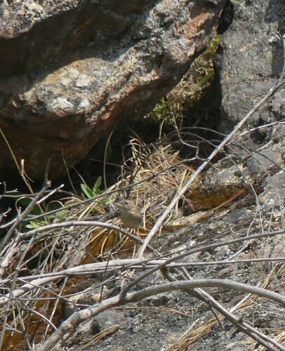 House Wren