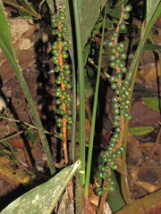 Chamaedorea pauciflora