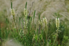 Hebenstretia integrifolia