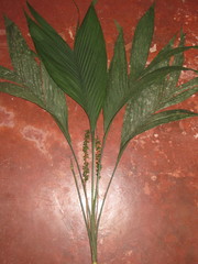 Chamaedorea pauciflora