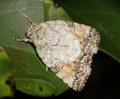Blenina quinaria