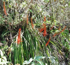 Pitcairnia ringens