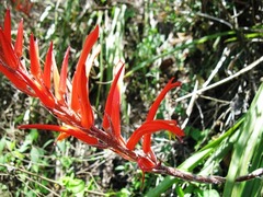 Pitcairnia ringens