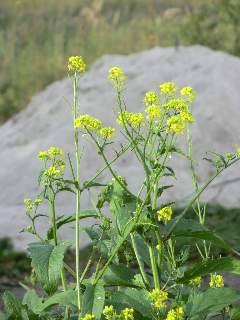 Sinapis arvensis — a medium houseplant, prefers full sun light