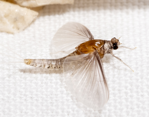 Northern Small Square-gilled Mayfly