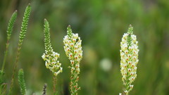 Hebenstretia integrifolia