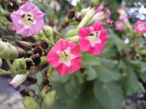 Nicotiana tabacum