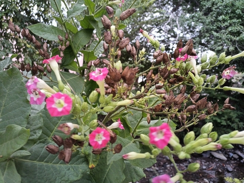 Nicotiana tabacum