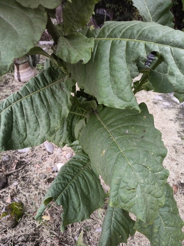 Nicotiana tabacum