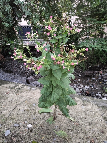 Nicotiana tabacum