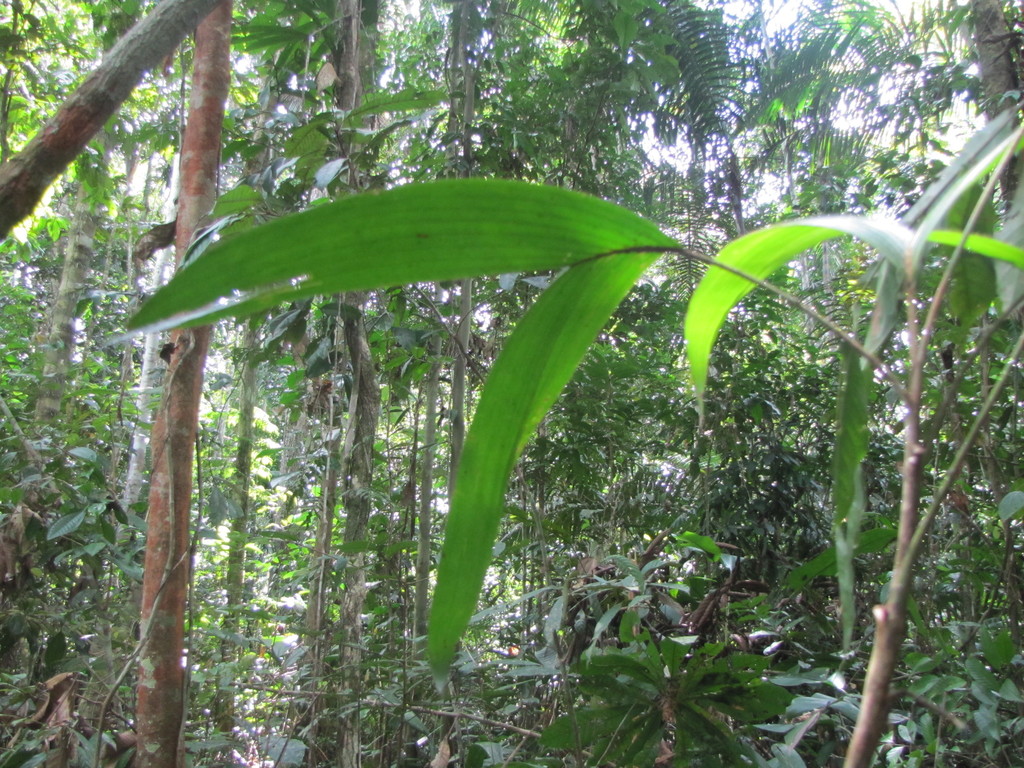 Bactris bifida