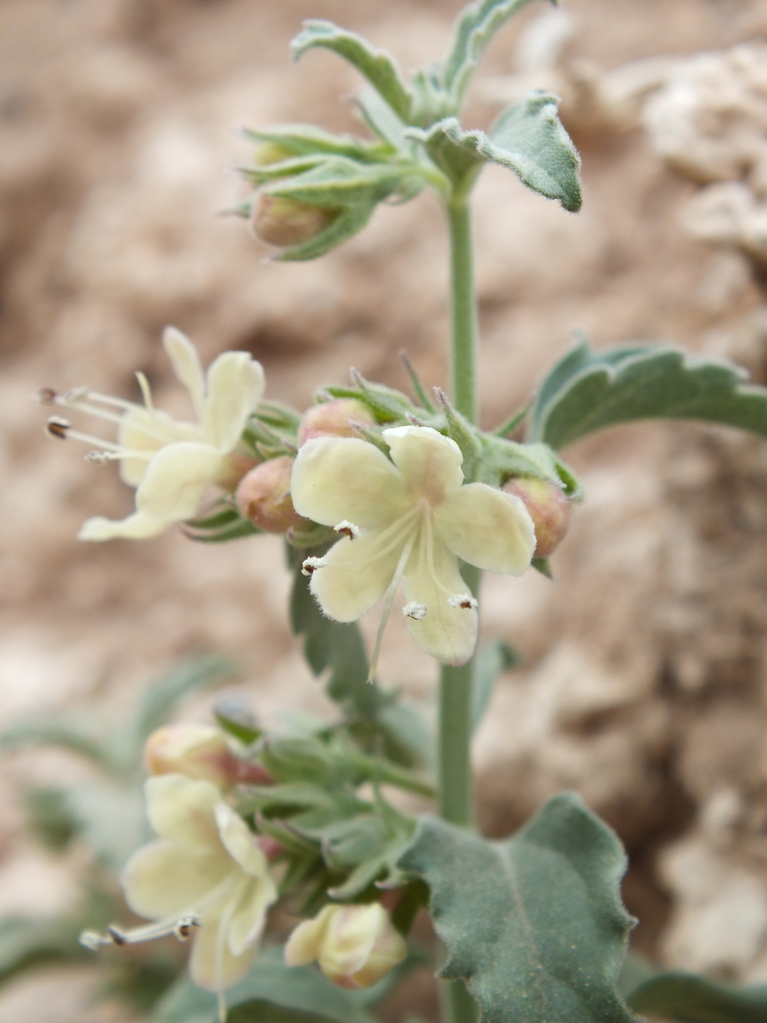 Tetraclea coulteri