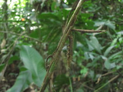 Bactris bifida
