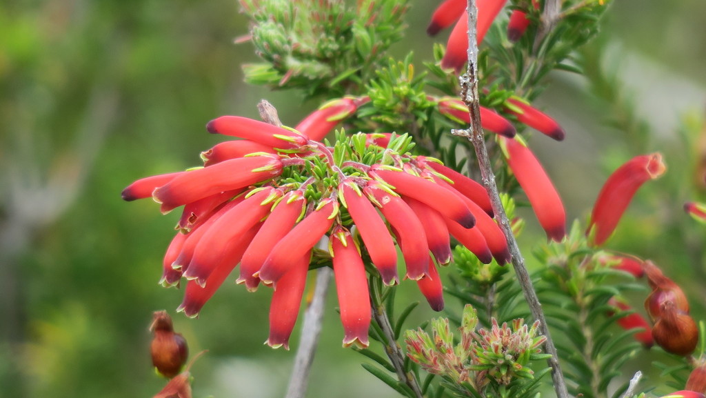Greensepal Heath