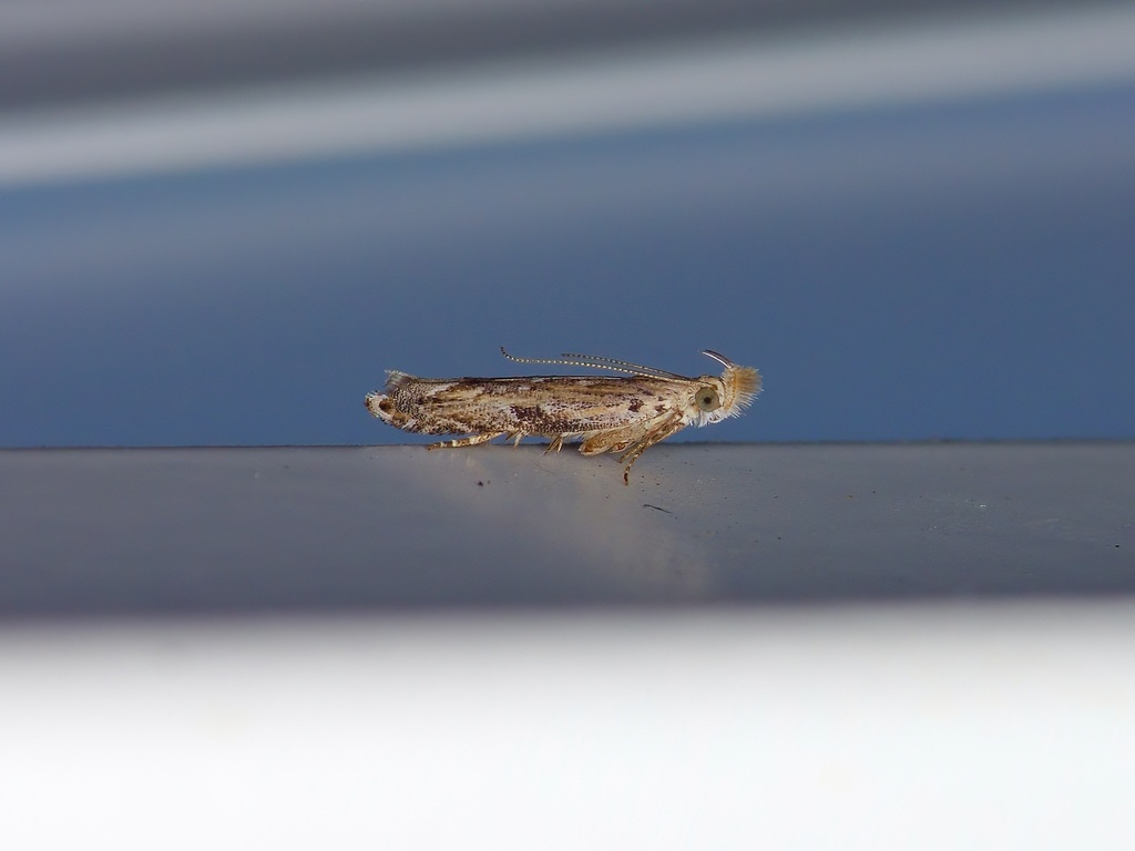 Sophronia roseicrinella