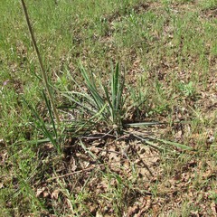 Yucca necopina