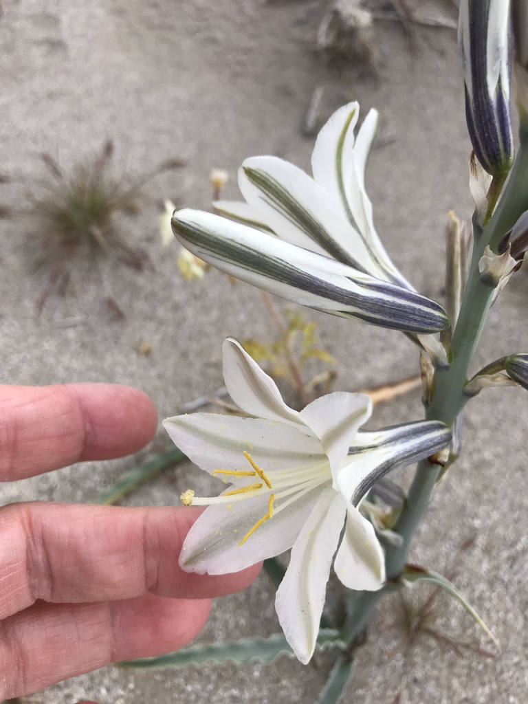 Lirio del Desierto (Hesperocallis undulata) · NaturaLista Mexico