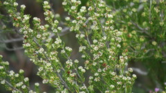 Erica glumiflora
