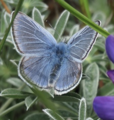 Icaricia icarioides missionensis