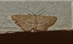 Scopula hypochra