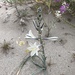 Desert Lily - Photo (c) birgitknorr, some rights reserved (CC BY-NC), uploaded by birgitknorr