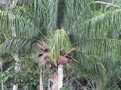 Attalea maripa