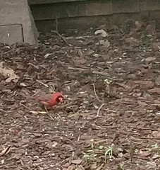 Cardinalis cardinalis