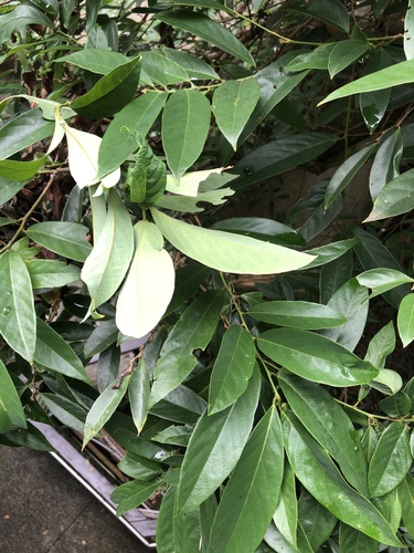 Bridelia balansae (Bridelia balansae)